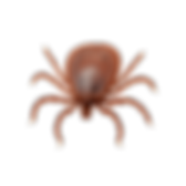 service pest control image