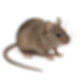 service pest control image