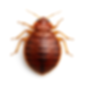 service pest control image