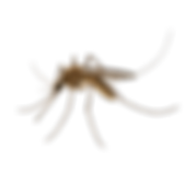 service pest control image