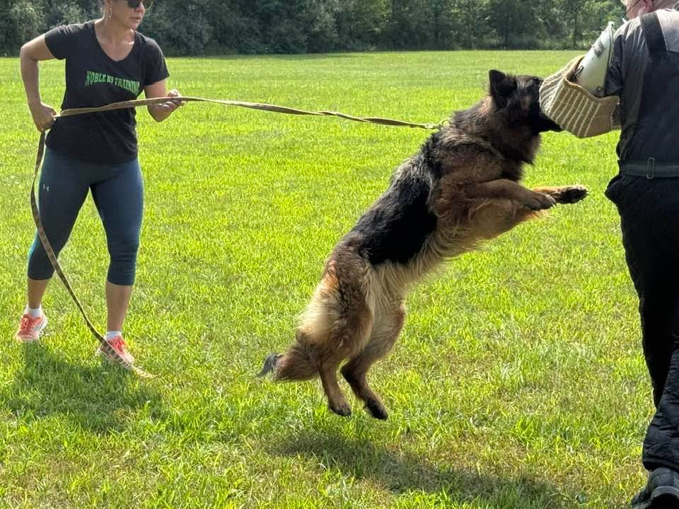 Haus-Neufus German Shepherd in IGP protection training in Ohio