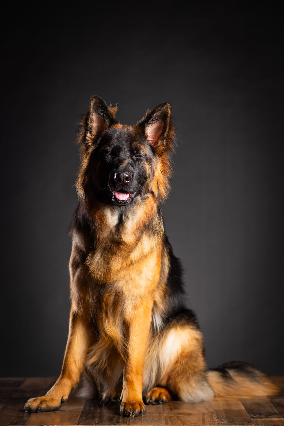 Brown and black long-haired dog sitting on wooden floor, eyes closed, tongue out. Dark background. Calm and relaxed expression.