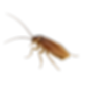 service pest control image