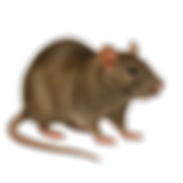 service pest control image