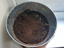 Signs of life (April 7th) by Mylene