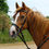 Thumbnail: Windsor Leather Bridle With Flash Noseband