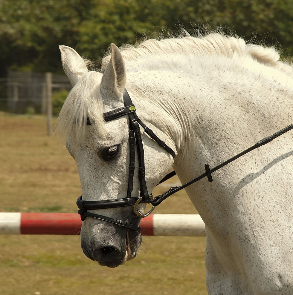 Thumbnail: Rhinegold German Leather Bridle With Detachable Flash Noseband