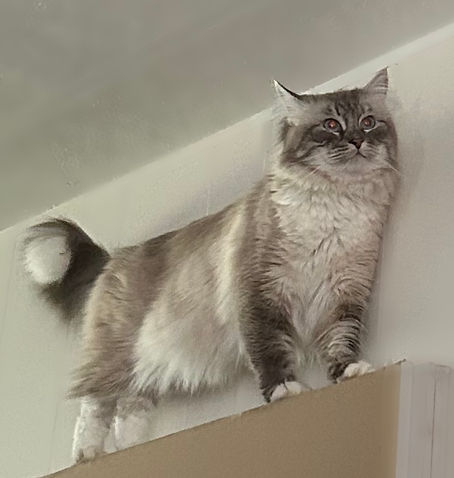simba siberian high.jpg