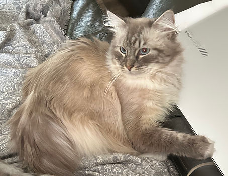 simba male siberian cat.jpg
