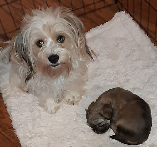 angel mama dog.jpg