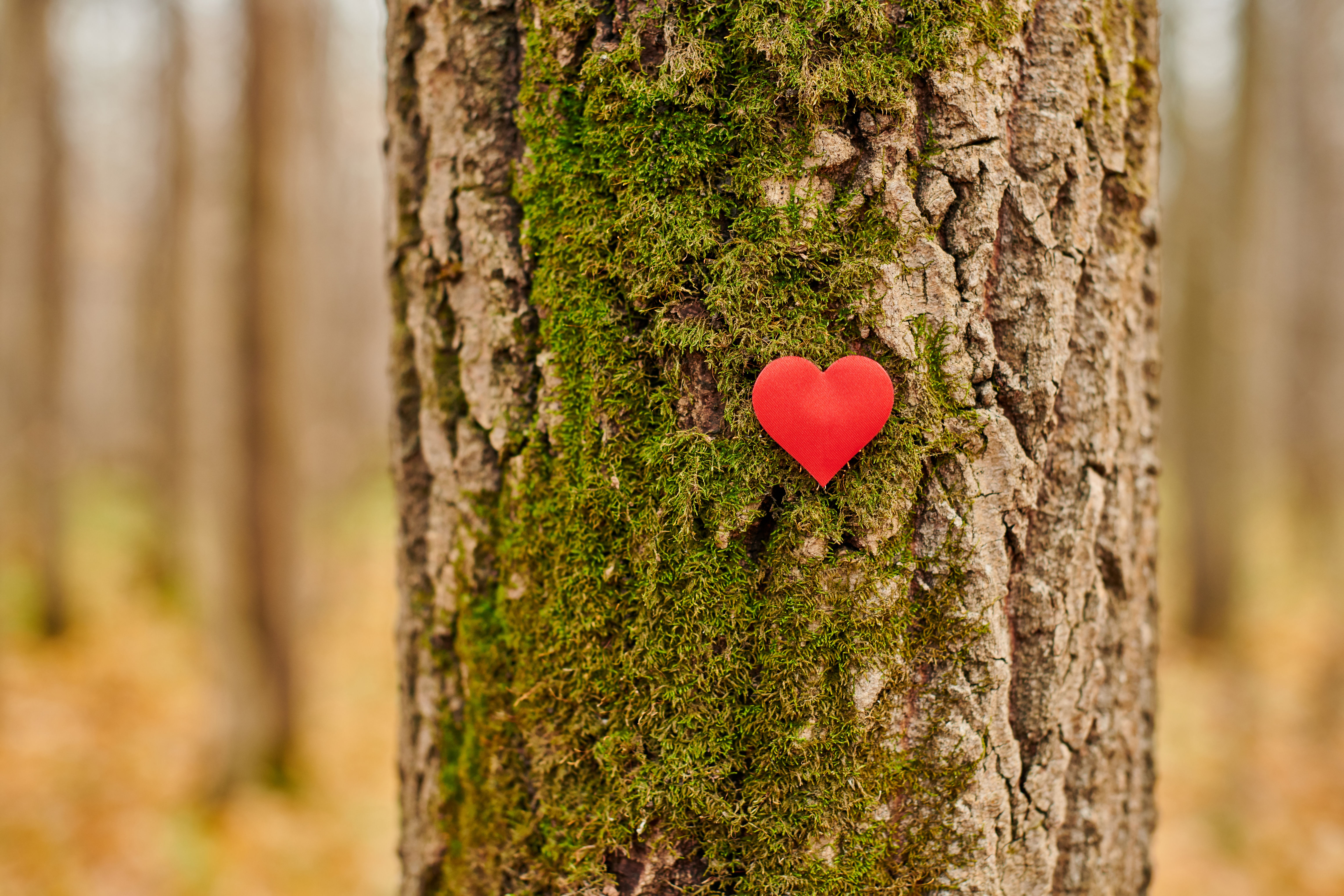 RELAX MIT WALDBADEN & HYPNOSE, 1.5 Std.