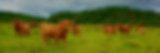 Scottish Day Tours with Aura Journeys Scotland