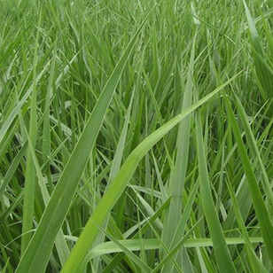 BRACHIARIA HUMIDÍCULA CV. HUMIDÍCULA GERMINAS.jpg