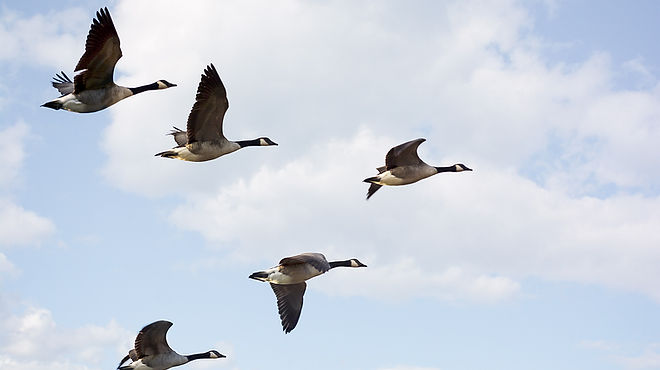 Photo of Canadian Geese flying in forma