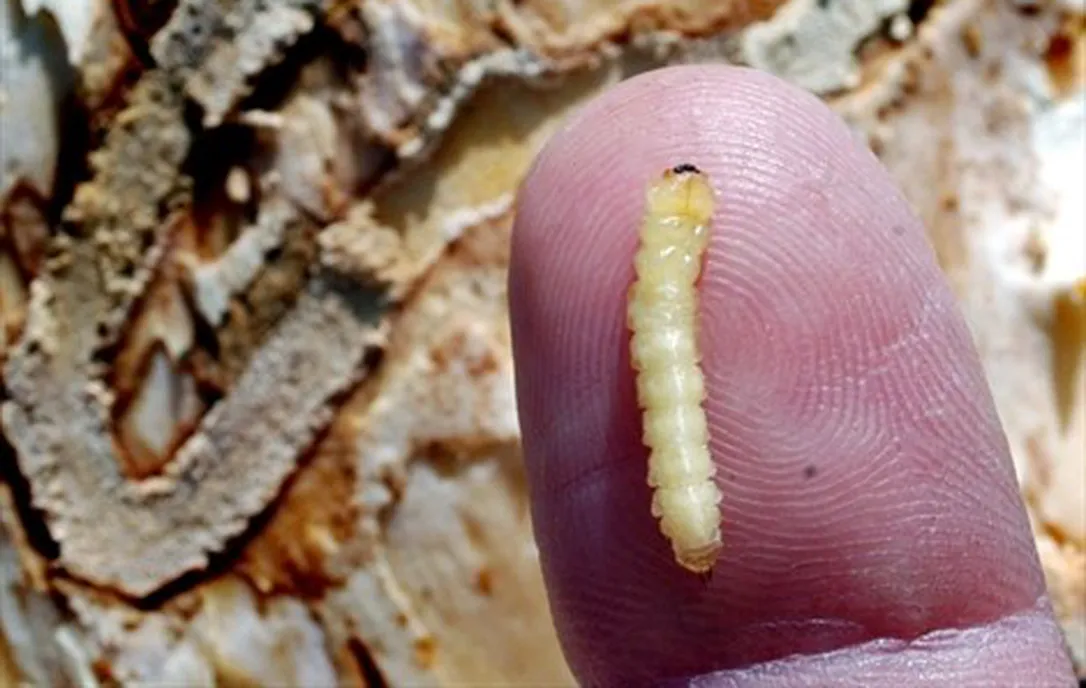 Featured Insect | Emeraldashborer
