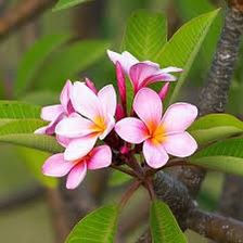 Thumbnail: Plumeria Set