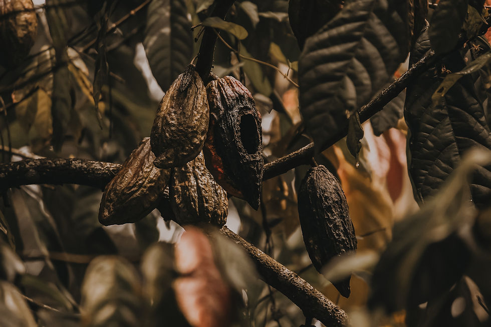 isuru-ranasinha-Bmcl41dLePY-unsplash.jpg