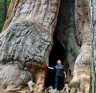 sequoia-tree-g3a1b797f6_640.jpg