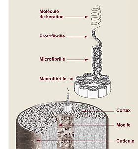 structure de la tige du cheveu
