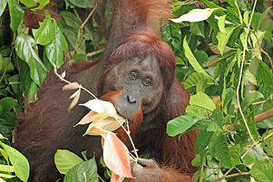 frank lambert birding eco tours orang utan Borneo.jpg