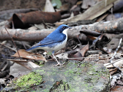 Frank Lambert Birding Malaysia Sibe Blue