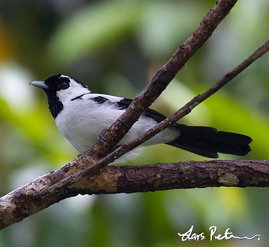 Bismarck Monarch_Symposiachrus verticalis_New Ireland_20140710 Lars.jpg