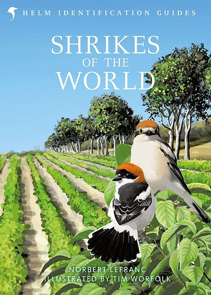 franklambertbirding Shrikes of the World review.jpg