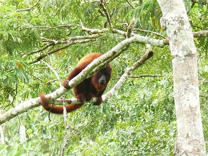 Red Howler male Manu Wildlife Centre (2).JPG