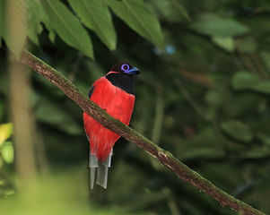 Frank Lambert Birding Eco Guide Malaysia Indonesia Borneo Mongolia