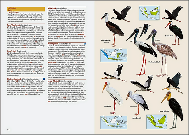 Birds of Indonesian Archipelago Review franklambertbirding.png