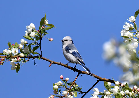 Frank Lambert Birding Mongolia Guiding A