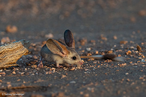 Long-eared Jerboa Mongolia ©Tumendelga H