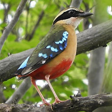 African Pitta-topaz-sharpen-1920x720.jpeg