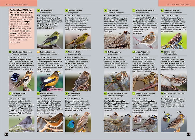 Review Europe's Birds Frank Lambert Birding.jpg