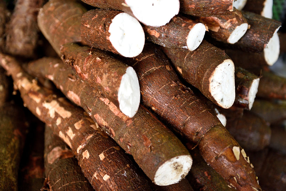 Yuca