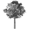 Tree (1).png