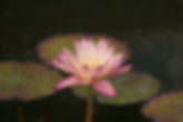 IMG_3036.jpeg