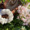 Miniature : Chouchou blanc