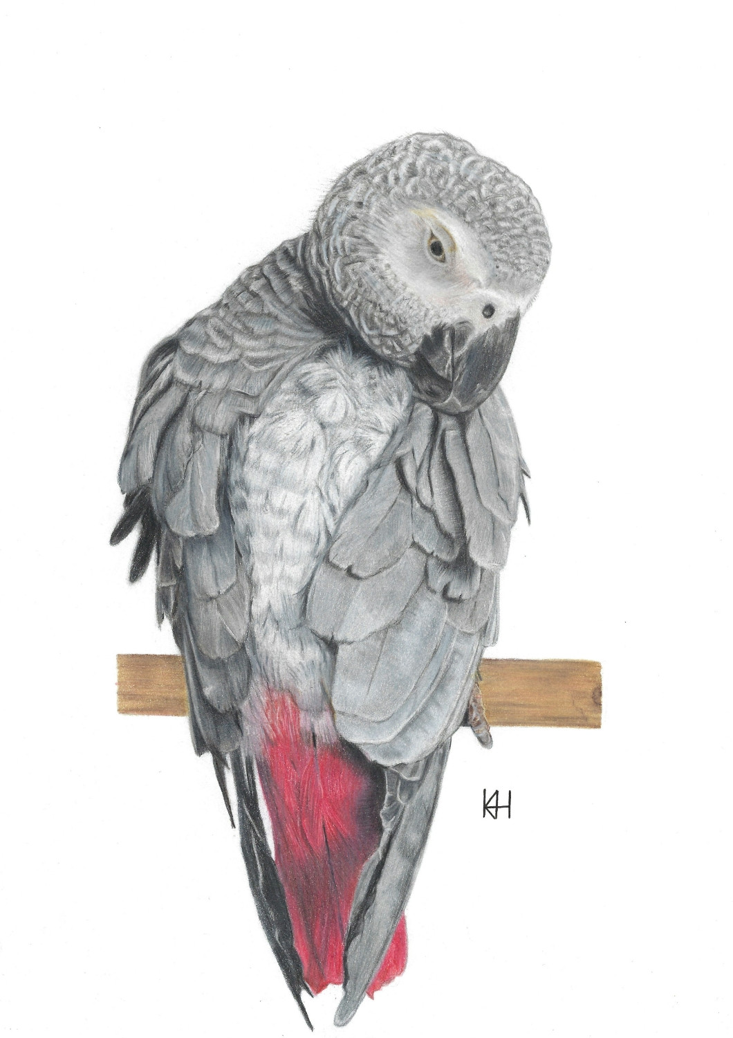 African Grey Parrot Print