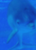 Angela's Dolphin Photgraphy
