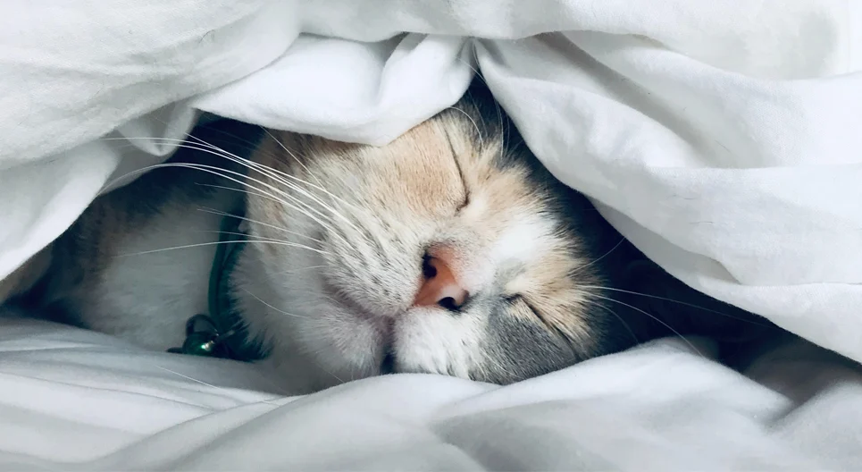 Sleep.webp