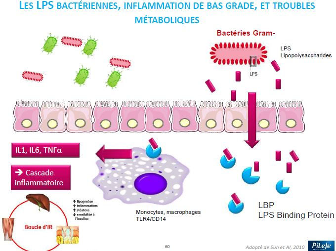 Le syndrome de l’intestin irritable : explication scientifique (2/2)