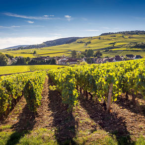 Les vignobles confidentiels près d'Autun 