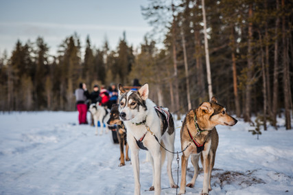 Dogsledding Luleå, Brändön Lodge. Dogsledding tour, drive your own dog sled
