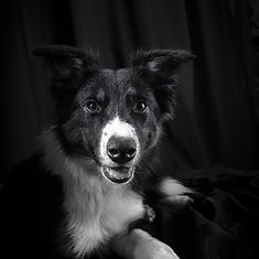 006_Noir-et-Blanc_NIKITA_001.jpg