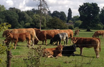 Parkland & cows Thornham