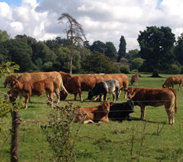 cowsonpark.jpg
