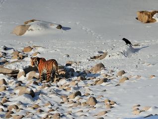 Starving the Wild: How Disease and Deforestation Pushed Tigers to Our Doorsteps
