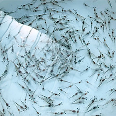Shrimp hatchery feeds