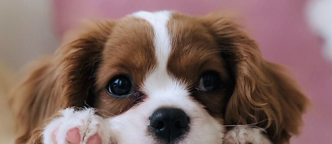 long-coated white and brown puppy_edited